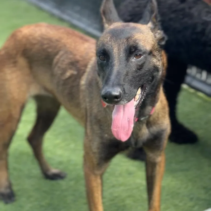 An adult medium-sized female Brown / Chocolate Belgian Shepherd / Malinois dog named Riley A for adoption in Mission Hills, CA