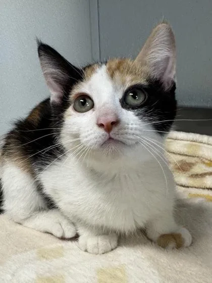 A baby medium-sized female White Domestic Short Hair cat named Fig for adoption in Tinley Park, IL