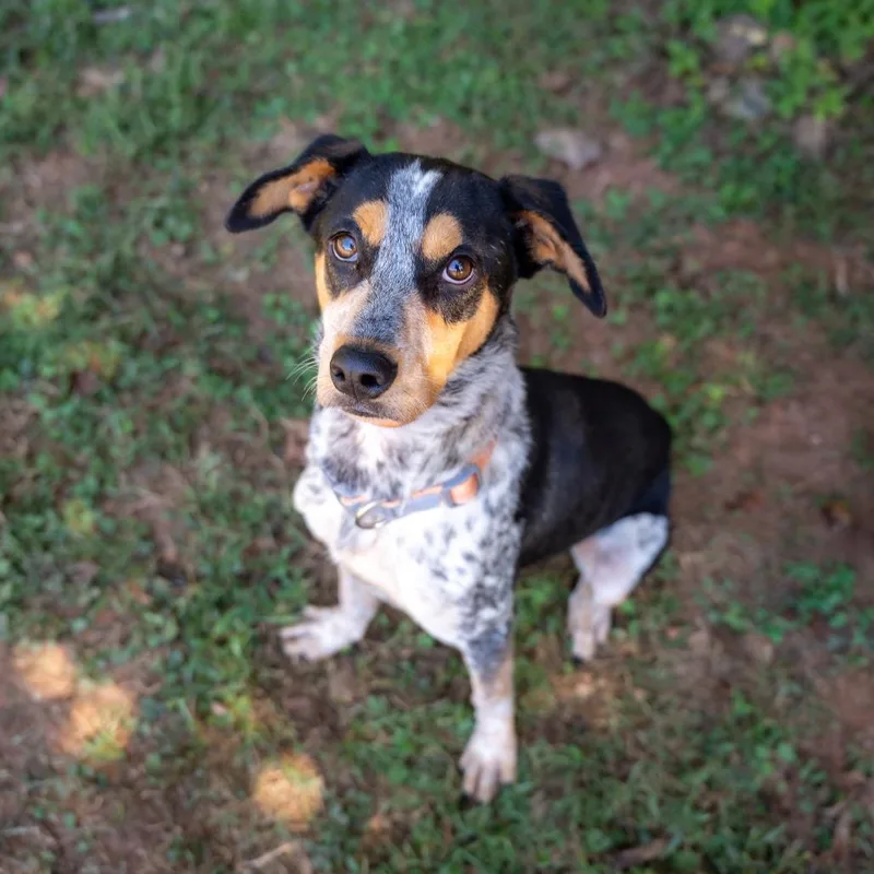 A young medium-sized male Black Bluetick Coonhound dog named Roscoe for adoption in Gainesville, GA