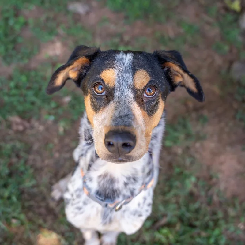 Roscoe thumbnail 3