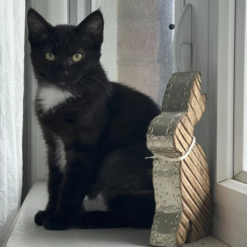 A baby small-sized female Domestic Short Hair cat named Sweets for adoption in Hagerstown, MD