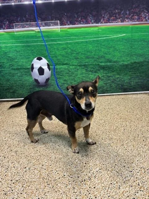 An adult small-sized male Chihuahua dog named Max for adoption in Miami, FL