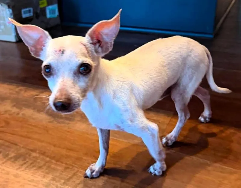 A senior small-sized male Chihuahua dog named Iggy for adoption in Bryan, TX