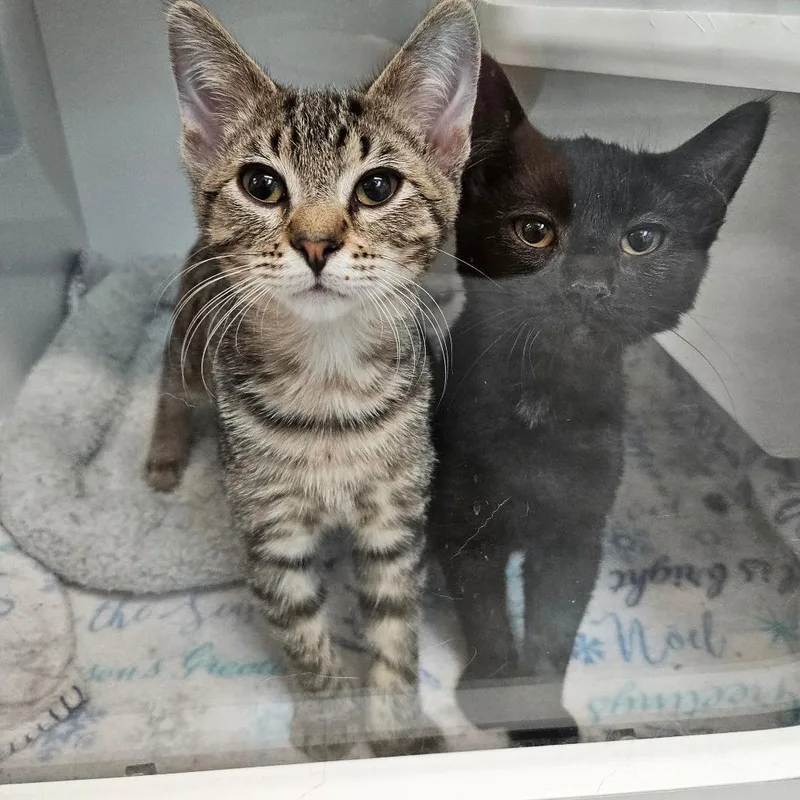 A baby small-sized male Brown / Chocolate Domestic Short Hair cat named Sketti for adoption in Jasper, IN