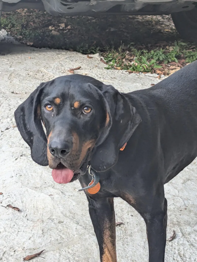 A young medium-sized male Black and Tan Coonhound dog named Jeffery Boomhauer for adoption in Dowelltown, TN