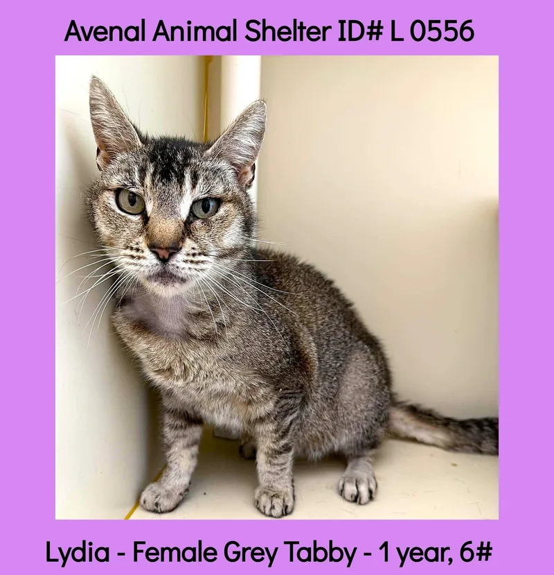 A young small-sized female Tabby (Gray / Blue / Silver) Domestic Short Hair cat named Lydia for adoption in Avenal, CA