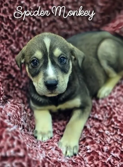 A young large-sized male Shepherd dog named Spider Monkey for adoption in Kansas City, MO