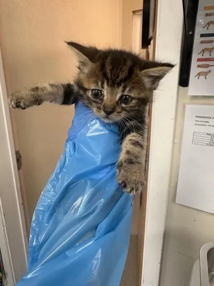 A young small-sized female Domestic Short Hair cat named Cub for adoption in Roseville, CA
