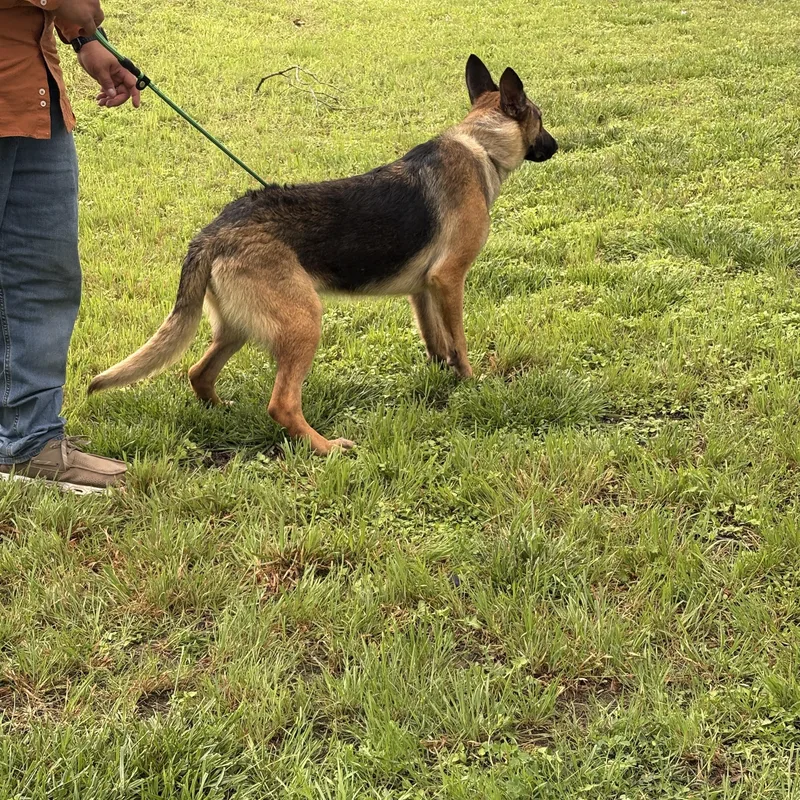 A young large-sized female German Shepherd Dog dog named Shelly for adoption in Dallas, TX