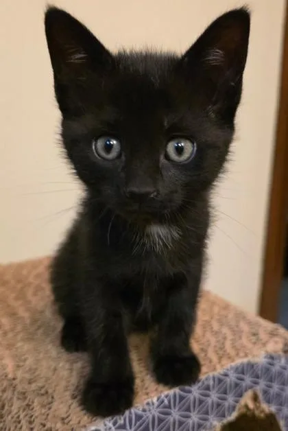 A baby medium-sized female Domestic Short Hair cat named Dennis for adoption in Allegan, MI