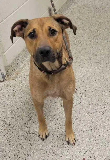 An adult large-sized female Yellow / Tan / Blond / Fawn Mixed Breed dog named Wonder for adoption in Kansas City, MO