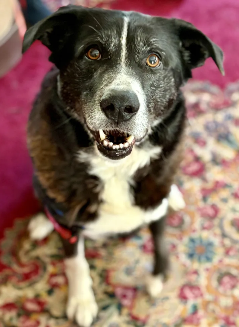 A senior large-sized male Black Border Collie dog named Max for adoption in Petaluma, CA