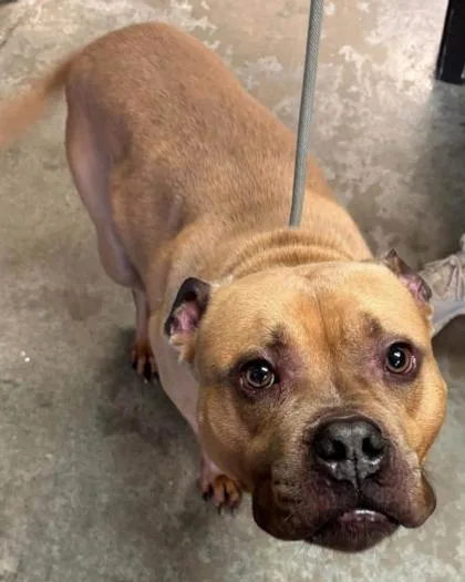 An adult large-sized male Pit Bull Terrier dog named Hulk for adoption in Bowling Green, KY