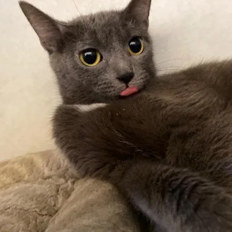 A young medium-sized female Gray / Blue / Silver Domestic Short Hair cat named Puddles for adoption in Dayton, OH