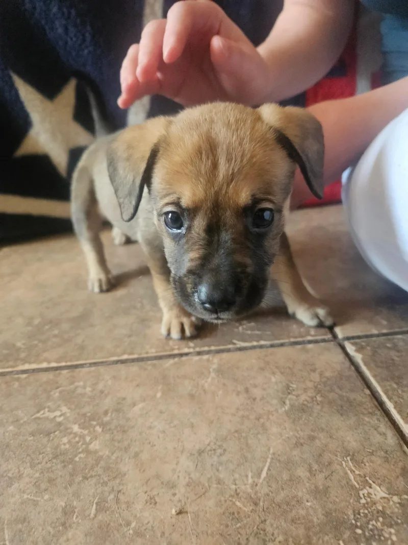 A baby medium-sized female German Shepherd Dog named Coraline for adoption in Melbourne , FL