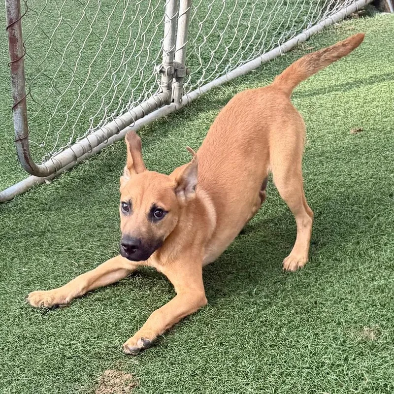 A baby small-sized male Mixed Breed dog named Almond for adoption in Bennettsville, SC