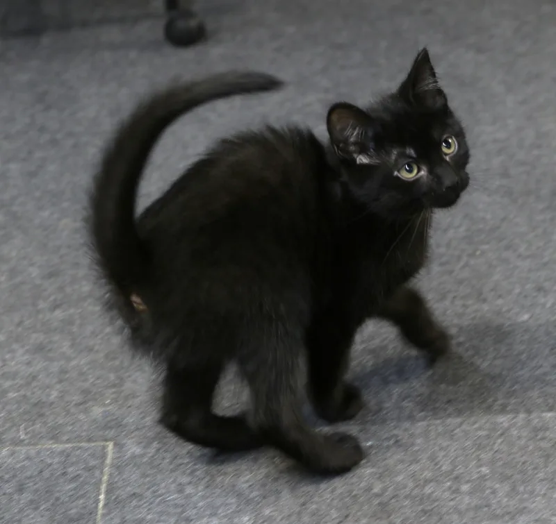 A baby medium-sized male Black Domestic Medium Hair cat named Bora for adoption in Cut Bank, MT