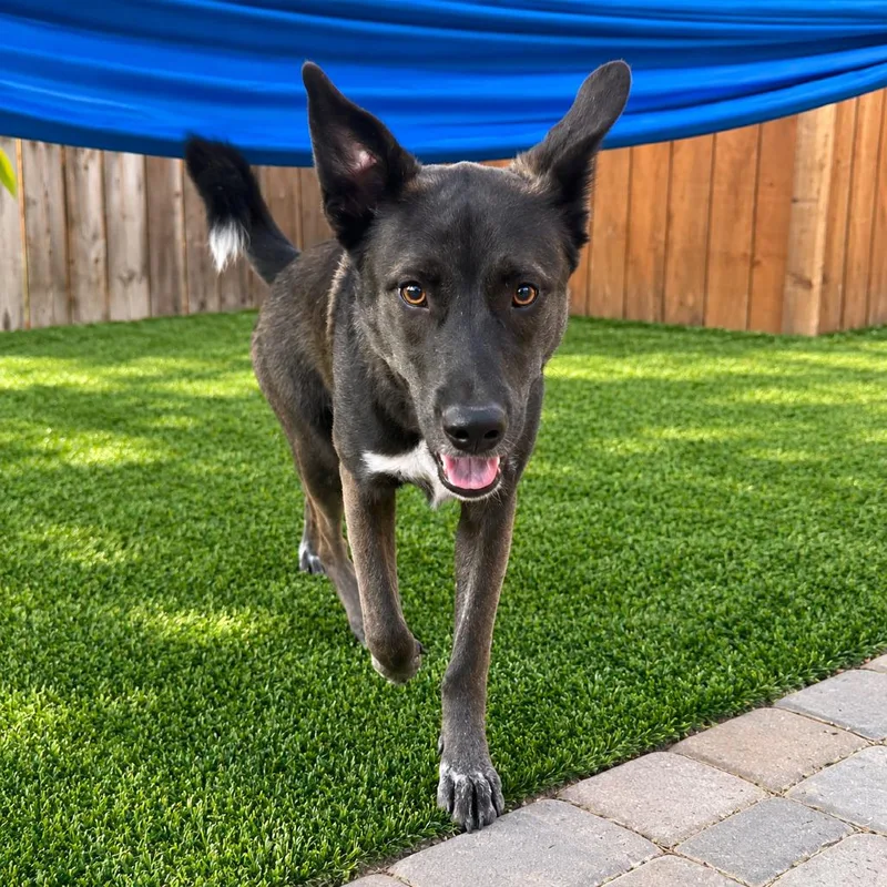 An adult medium-sized female Husky dog named Reagan for adoption in Brownsville, TX