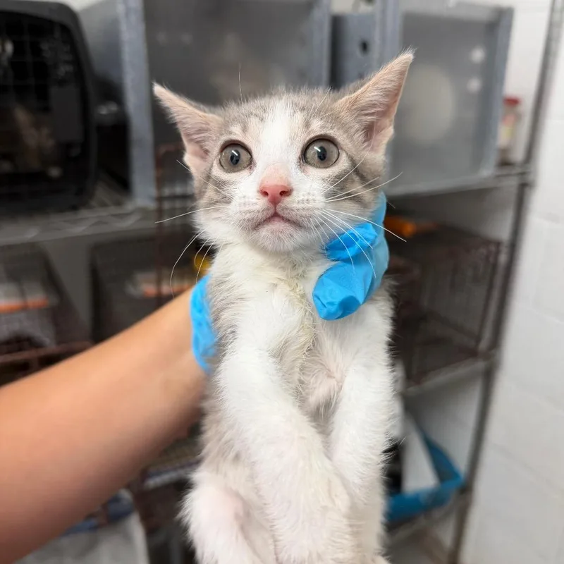 A baby small-sized female Gray / Blue / Silver Domestic Short Hair cat named Bagel for adoption in Edinburg, TX
