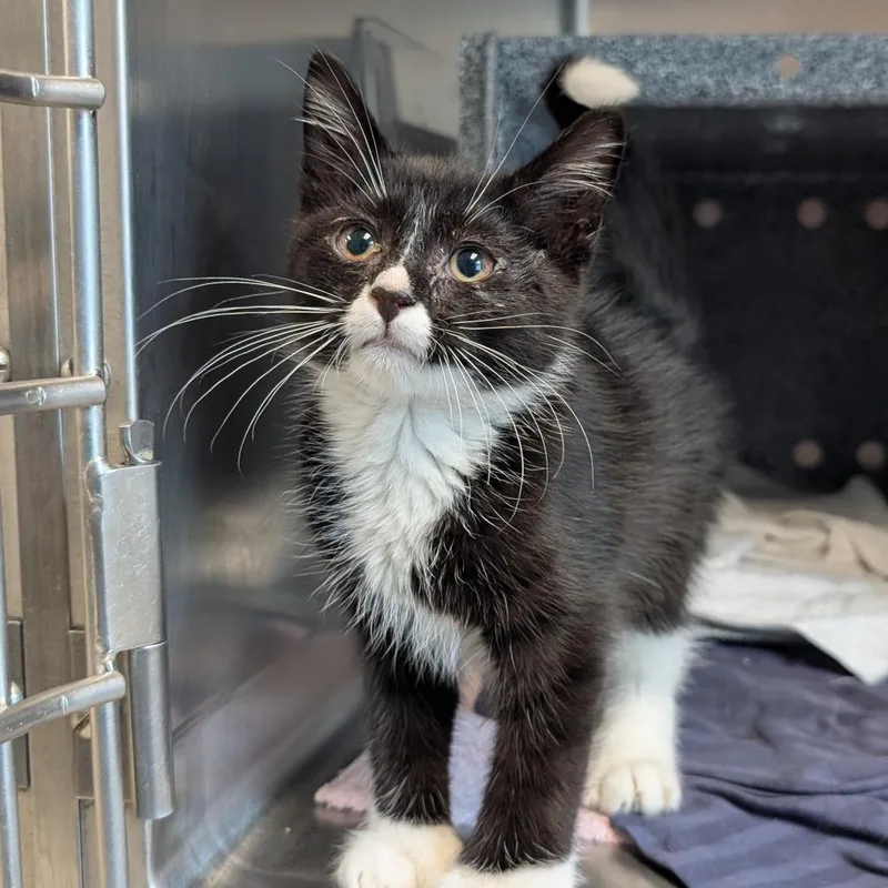 A baby small-sized male Black Domestic Short Hair cat named Houdini for adoption in Birdsboro, PA