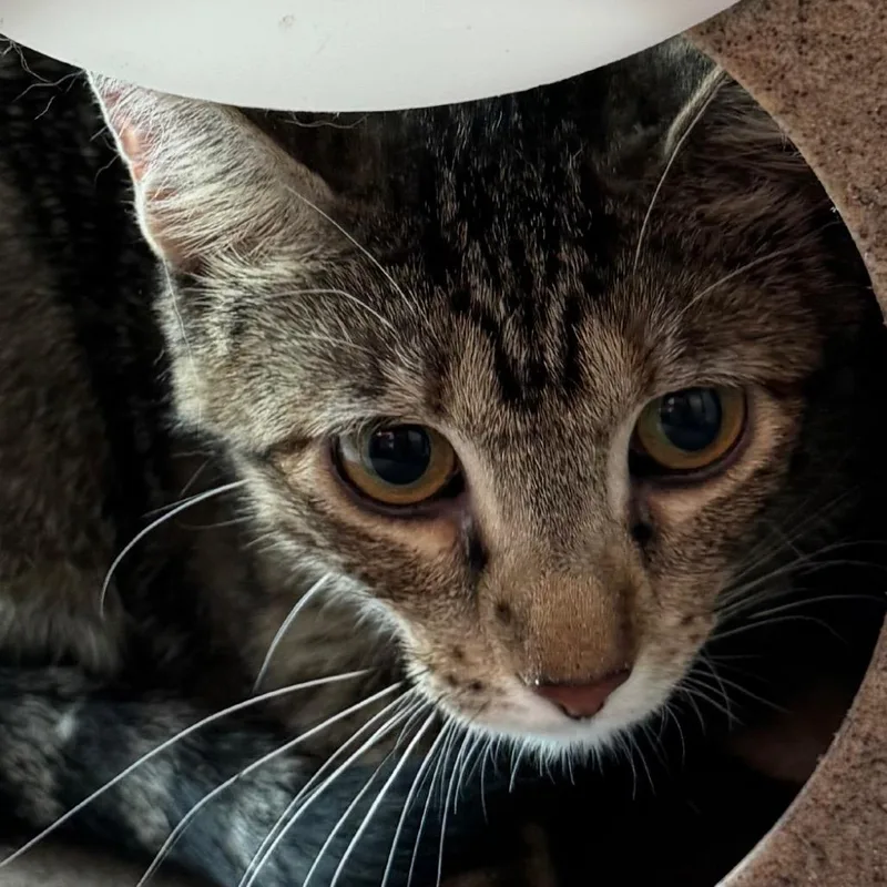A young medium-sized female Brown / Chocolate Domestic Short Hair cat named Scarlett for adoption in Lakewood, CO