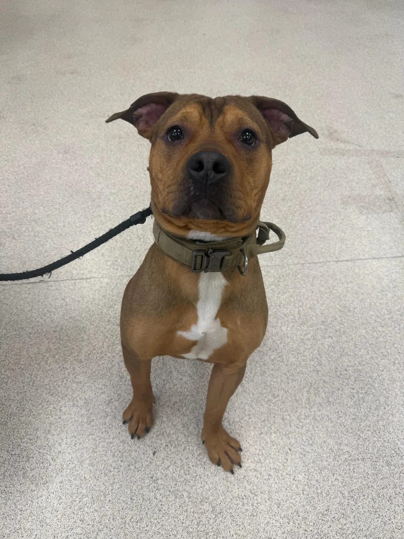 An adult medium-sized male Pit Bull Terrier dog named Andre for adoption in Teterboro, NJ