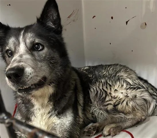 An adult large-sized female Siberian Husky dog named A for adoption in Houston, TX