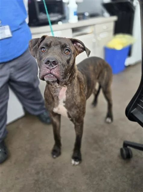 A young large-sized female Mixed Breed dog named Ash for adoption in Dallas, TX
