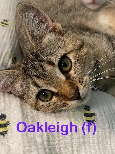 A baby small-sized female Domestic Short Hair cat named Oakleigh for adoption in New Bern, NC