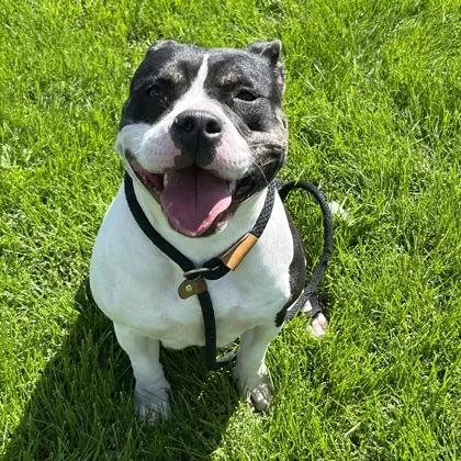 A young medium-sized female Bicolor Mixed Breed dog named Laney for adoption in Dubuque, IA