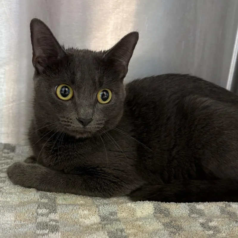 An adult medium-sized female Gray / Blue / Silver Domestic Short Hair cat named Sassy for adoption in Englewood, FL