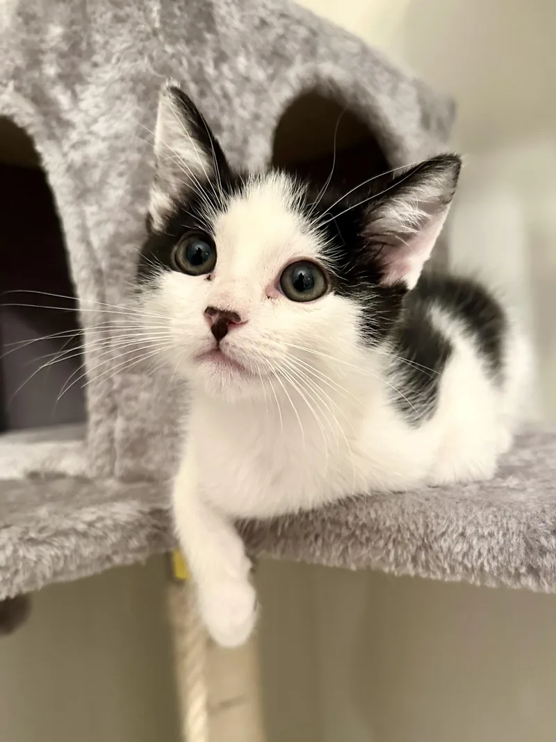 A baby medium-sized male Tuxedo cat named Franklin for adoption in Woodinville, WA