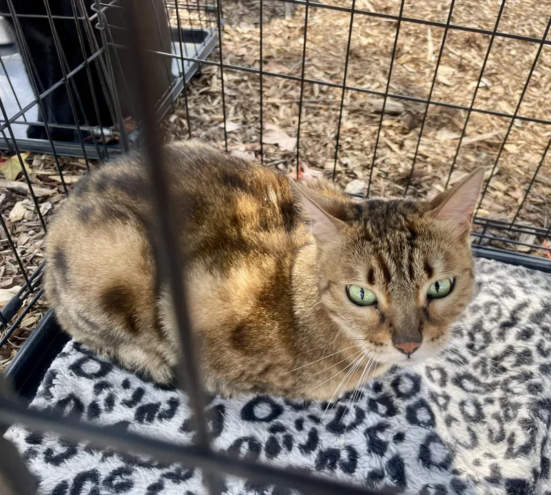 An adult medium-sized female Tabby (Brown / Chocolate) Bengal cat named Olivia for adoption in Venice, CA