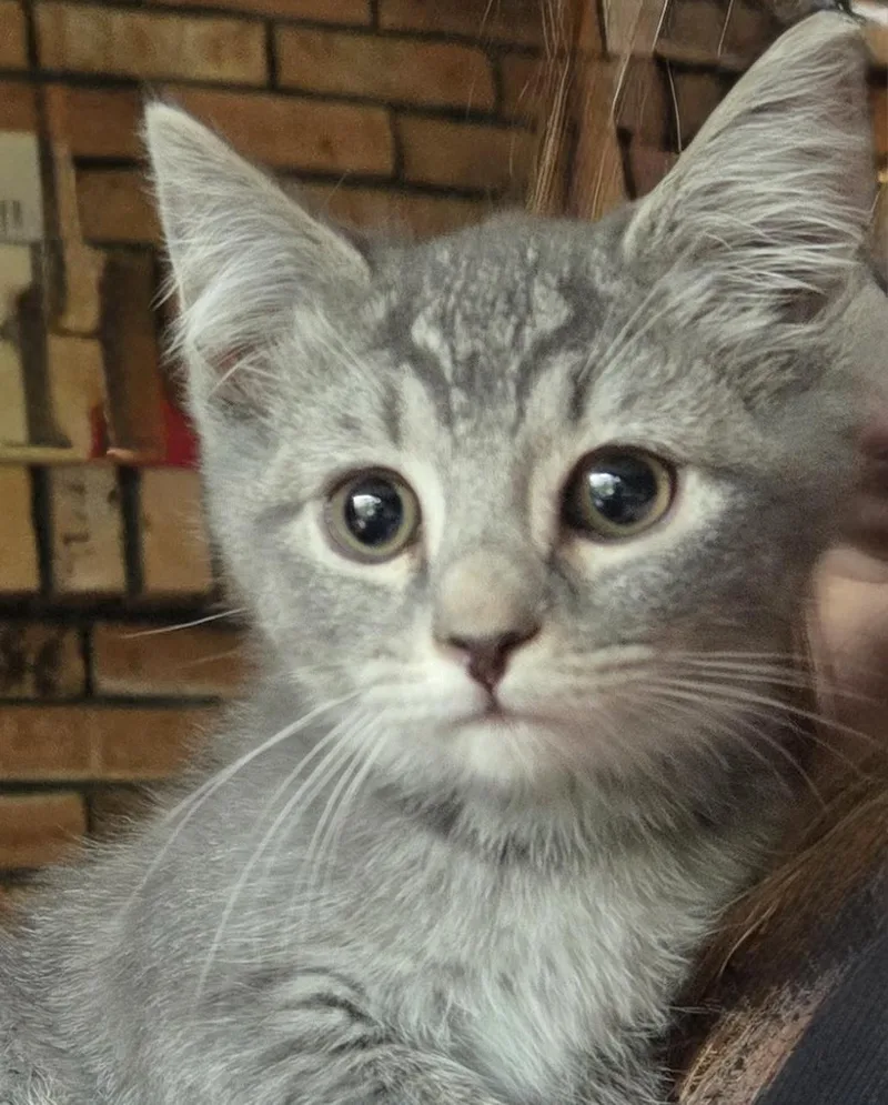 A baby medium-sized male Tabby (Gray / Blue / Silver) American Shorthair cat named Granite for adoption in Johnson City, TN