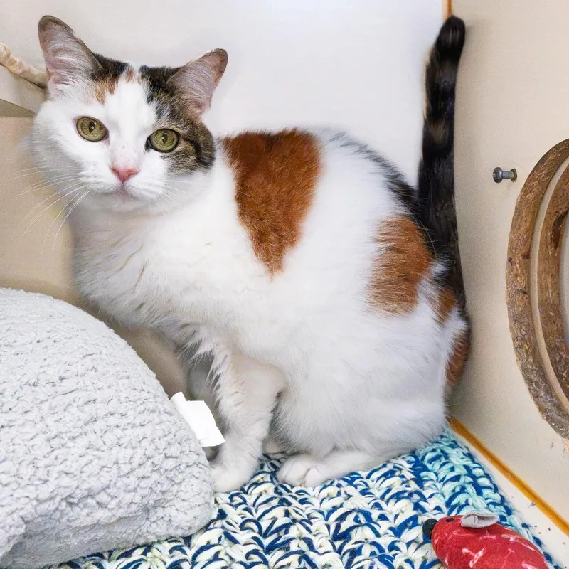 A senior medium-sized female Calico Domestic Short Hair cat named Winifred for adoption in South Elgin, IL