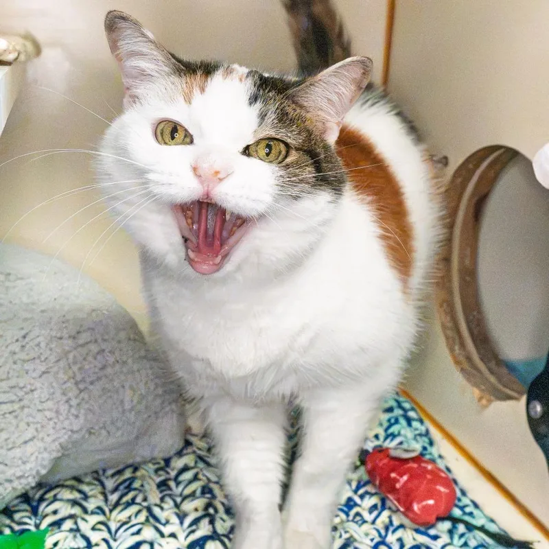 Winifred thumbnail 4
