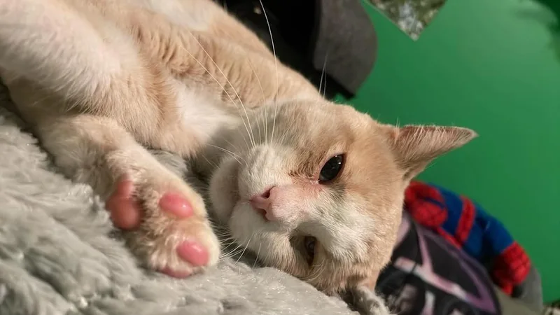 A baby medium-sized male Orange & White Domestic Short Hair cat named Captain Morgan for adoption in Chicago, IL