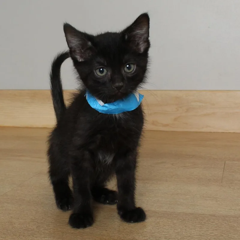A baby small-sized male Black Domestic Short Hair cat named Rabbit C for adoption in Minnetonka, MN