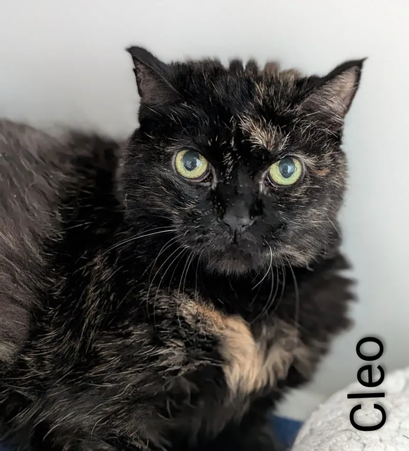 An adult medium-sized female Calico Domestic Short Hair cat named Cleo for adoption in Flint, MI