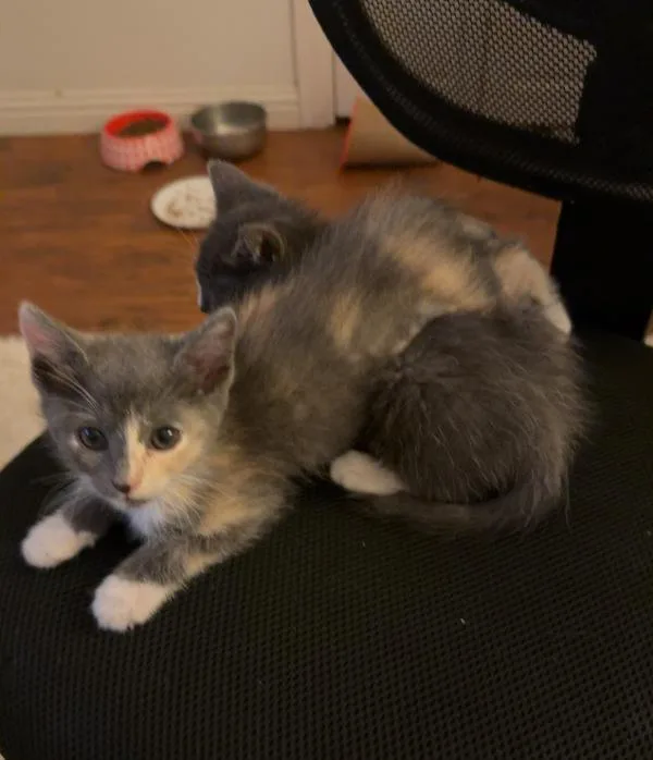A baby small-sized male Domestic Short Hair cat named Dexter for adoption in San Diego, CA