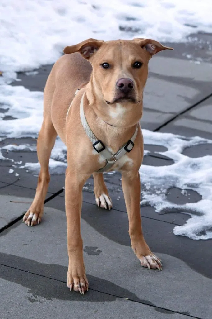 A baby medium-sized male Mixed Breed dog named Knox for adoption in Savage, MN