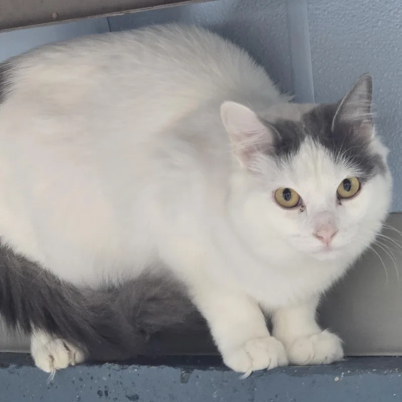 A young medium-sized female Gray & White Domestic Medium Hair cat named Fuzzy for adoption in Farmington, MO