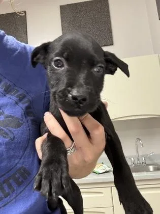 A baby small-sized female Pit Bull Terrier dog named Alina for adoption in Pequot Lakes, MN