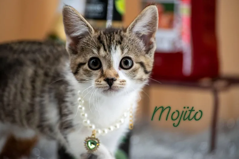 A baby small-sized female Tabby (Brown / Chocolate) Domestic Short Hair cat named Mojito for adoption in Sevierville, TN