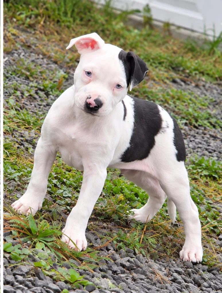 A baby large-sized male Pit Bull Terrier dog named Graham for adoption in Shinnston, WV