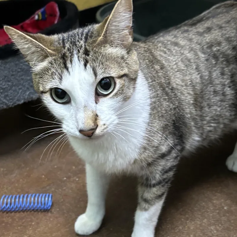 An adult small-sized male Brown / Chocolate Domestic Short Hair cat named Kronk for adoption in Springfield, MO