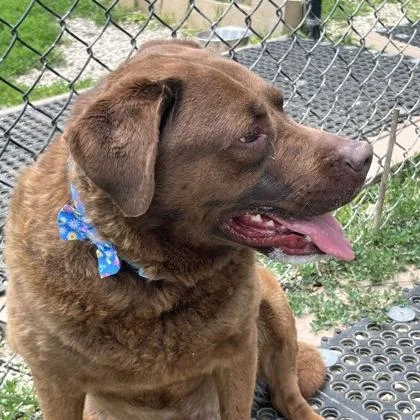 An adult medium-sized female Brown / Chocolate Mixed Breed dog named Luna for adoption in Dubuque, IA