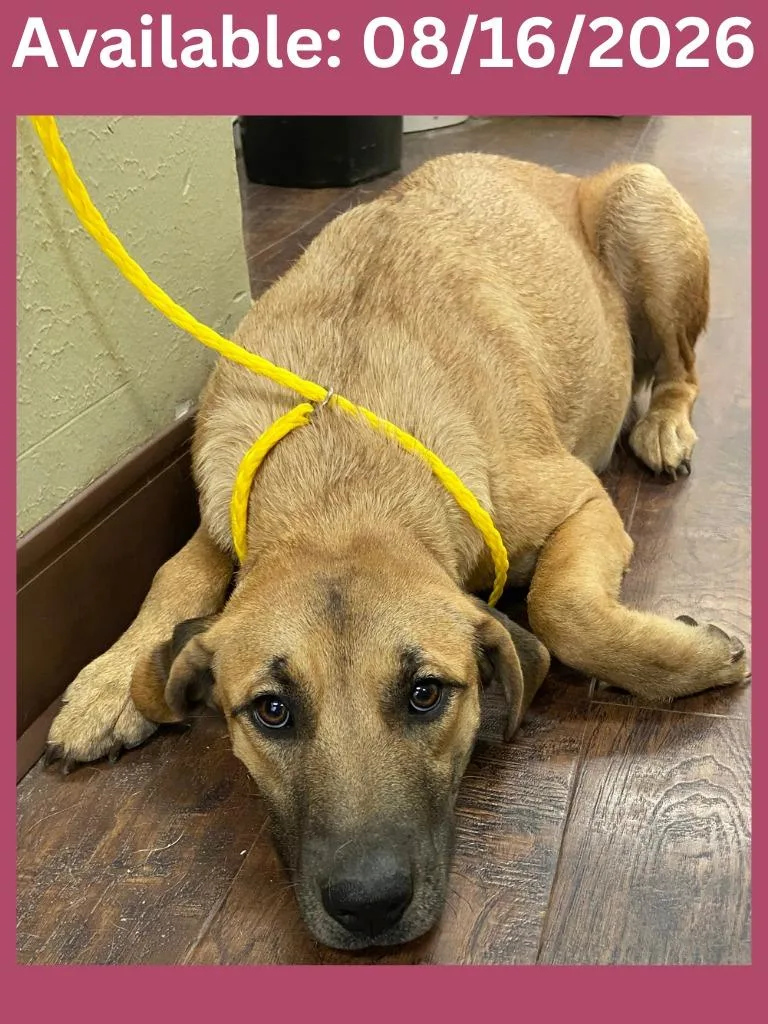 A young large-sized female Shepherd dog named Dog Kennel for adoption in Greenville, TX