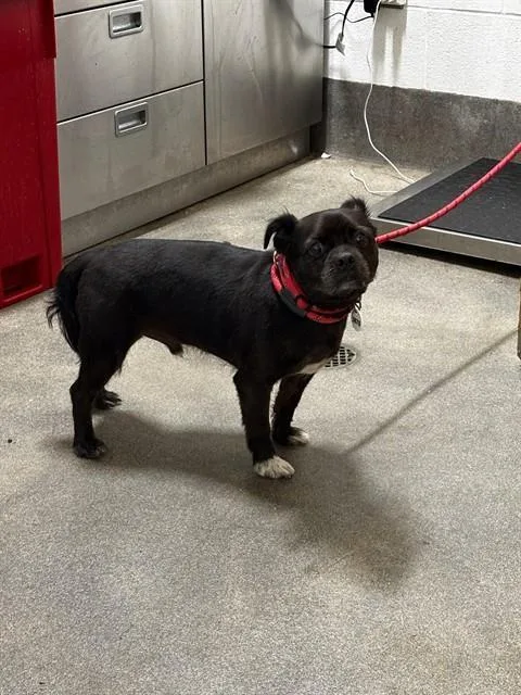 An adult small-sized male Pug dog named Ace for adoption in Upper Marlboro, MD
