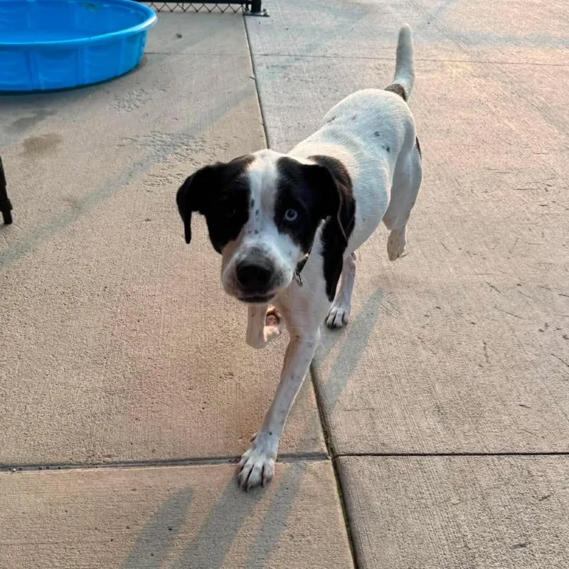 An adult medium-sized female Black Border Collie dog named Mara for adoption in Monticello, IA